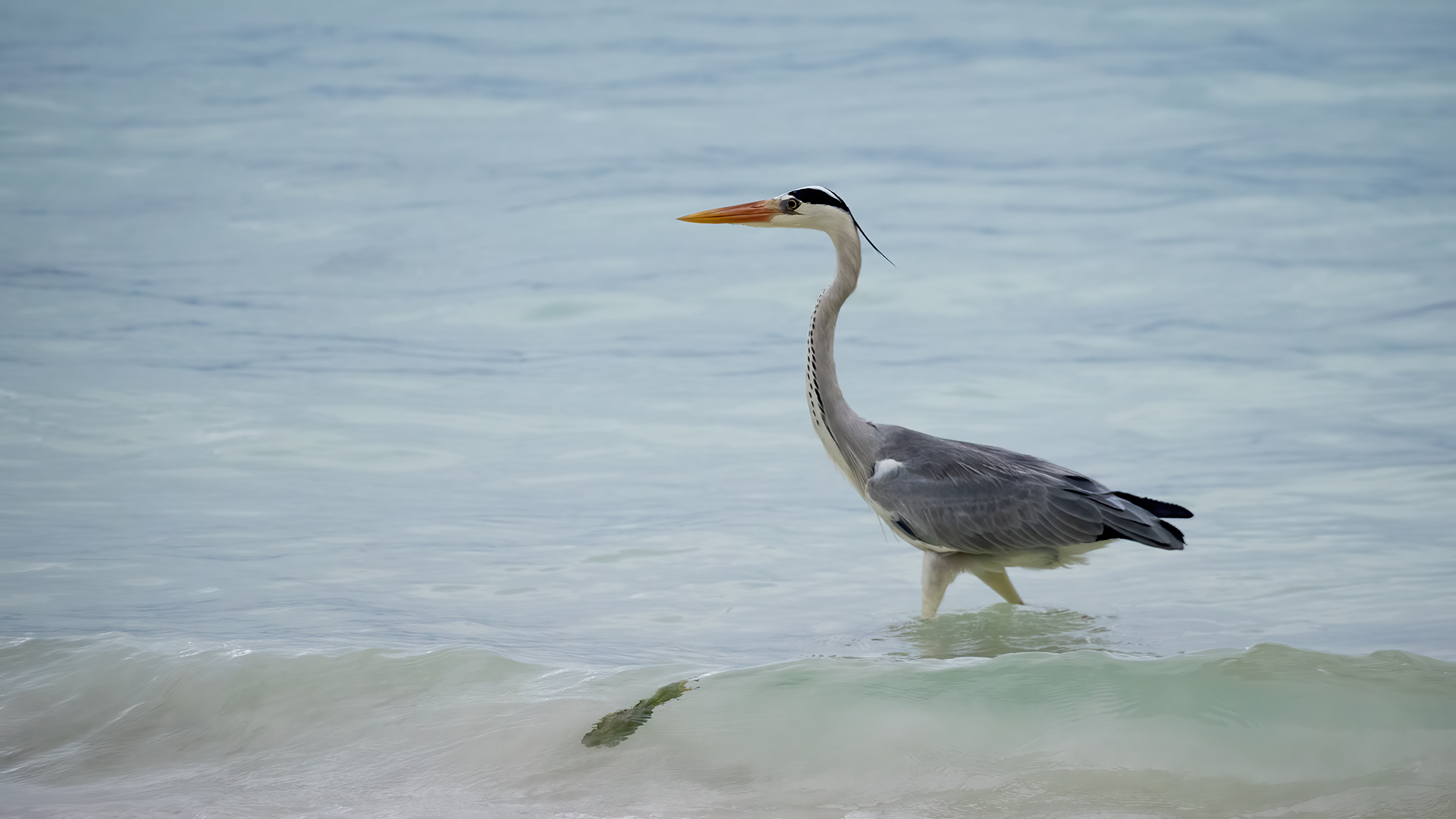 Gray Heron
